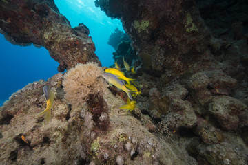 Yellowsaddle goatfish and aquatic life in the Red Sea.