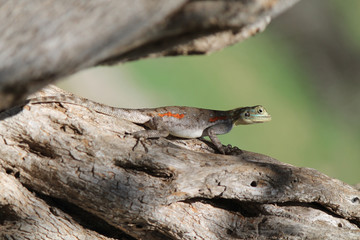 Agama comune - Kenya