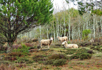 Obraz na płótnie Canvas Stado owiec w górach Extremadura