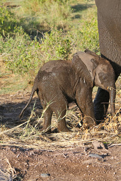 elefante - safari in Kenya
