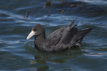 Southern Giant Petrel