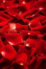 Obraz premium Background of red rose petals