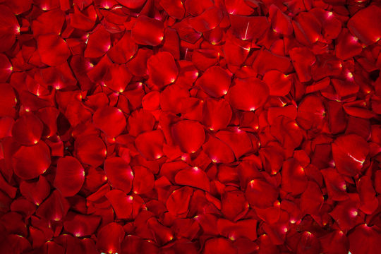 Fototapeta Background of red rose petals