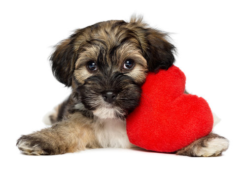 Lover Valentine Havanese puppy dog with a red heart