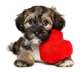 Lover Valentine Havanese puppy dog with a red heart