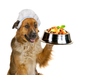 Dog serving up a gourmet meal