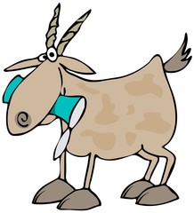Goat eating a can