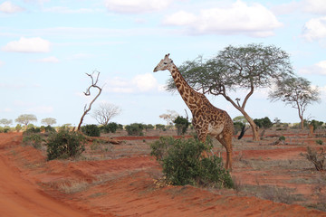 giraffa - Kenya
