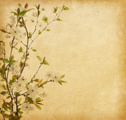 aged paper texture with Cherry Blossom