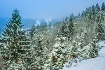 winter rime and snow covered Christmas fir trees on mountainside
