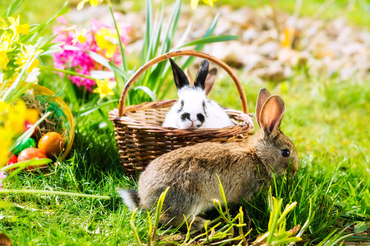 Easter Bunnies on meadow with basket and eggs