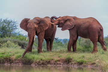 Fototapeta na wymiar Dwa samce słoni w walce o władzę