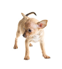 short haired chihuahua puppy in front of a white background