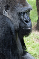 Obraz premium Animale - Gorilla