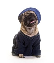Funny pug dog wearing hat and sweater