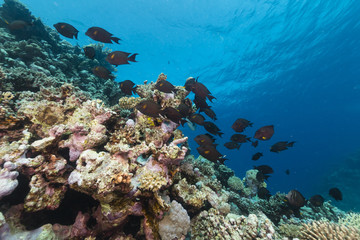 Fish and tropical reef in the Red Sea.