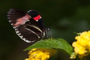 Schmetterling