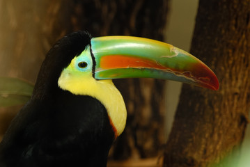 Tukan Ramphastidae © Rüdiger Jahnke