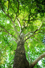 Old giant green tree closeup