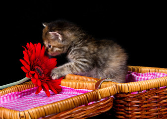 Kitten smelling at a red flower