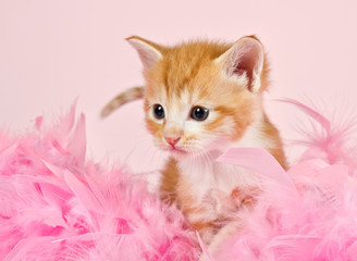 Pink feathers surrounding a ginder kitten