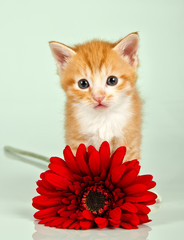 Small cat looking straight ahead