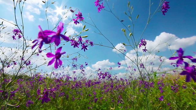 spring flowers