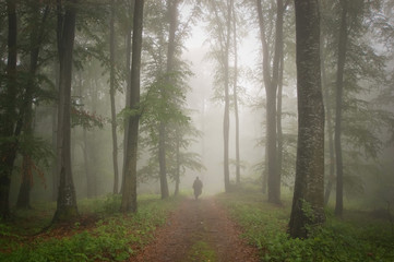 Obraz premium Man in a beautiful forest with fog in summer
