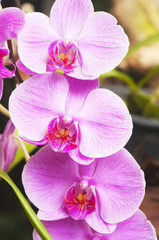 Obraz na płótnie Canvas Orchidea na tle abstrakcyjne rozmyte