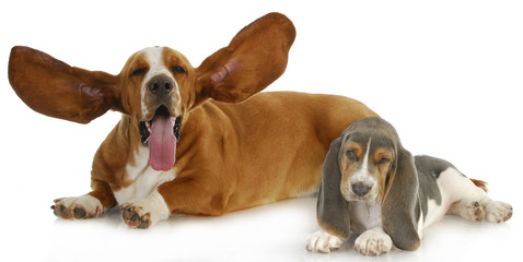 two basset hounds