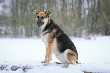 Hund - Schäferhund