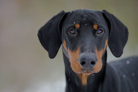 Schwarzer Hund - Dobermann - Portrait