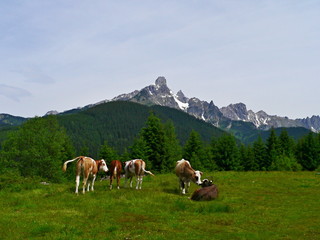Fototapeta na wymiar Alps-cows in the pasture