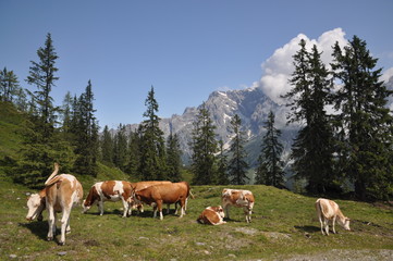 Fototapeta na wymiar Krowy na Dientner siodle