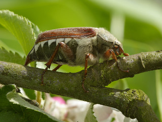 Faszination Natur - der Maikäfer