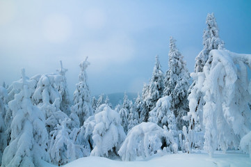 Zimowy krajobraz - obrazy, fototapety, plakaty