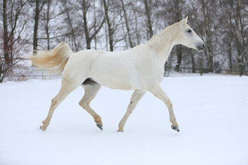Obraz na płótnie Canvas Horses - Snow