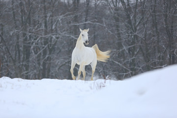 Pferde - Schnee