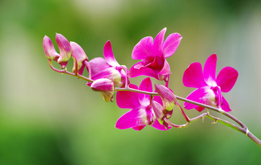 orchid