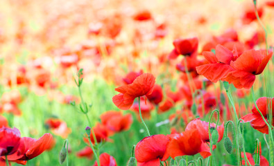 Fototapeta premium red poppy
