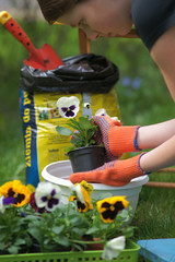 Planting pansies
