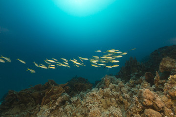 Fototapeta na wymiar Ryby i tropikalne rafy w Morzu Czerwonym.