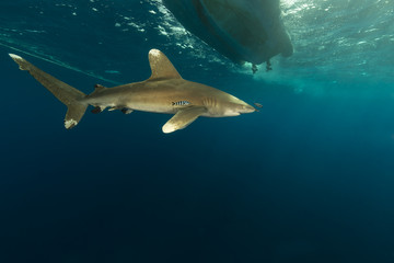 Oceanic whitetip shark (carcharhinus longimanus)