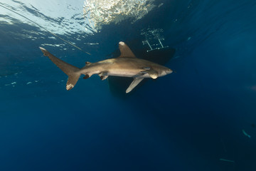 Obraz premium Oceanic whitetip shark (carcharhinus longimanus)