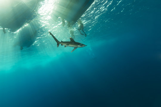 Oceanic whitetip shark (carcharhinus longimanus)