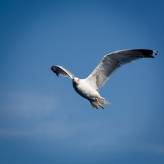 Flying seagull on blue sky.