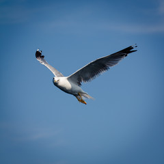 Flying seagull on blue sky.