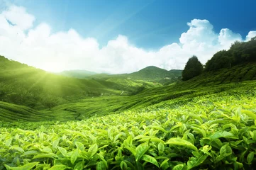  Tea plantation Cameron highlands, Malaysia © Iakov Kalinin