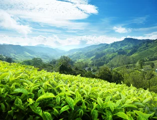 Deurstickers Tea plantation Cameron highlands, Malaysia © Iakov Kalinin