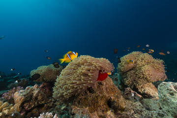 Naklejka na ściany i meble Magnificent anemon i anemonefish w Morzu Czerwonym.